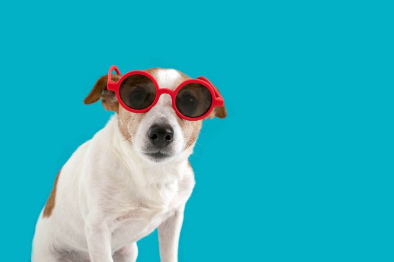 evitar golpe de calor perros