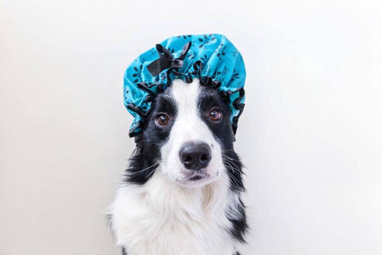 como bañar a un cachorro