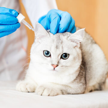 analisis veterinarios