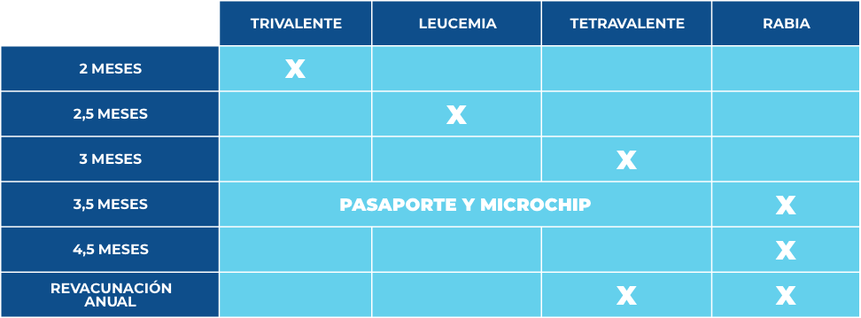 calendario vacunacion gatos