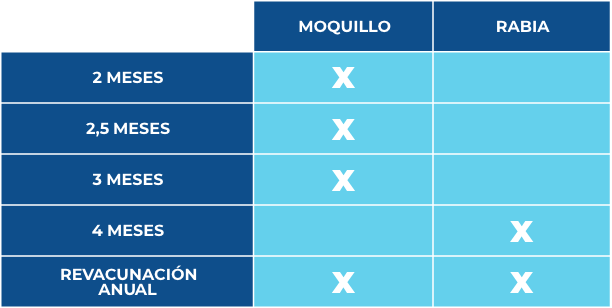 calendario vacunacion hurones
