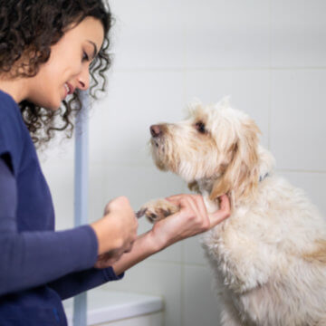 peluqueria de mascotas