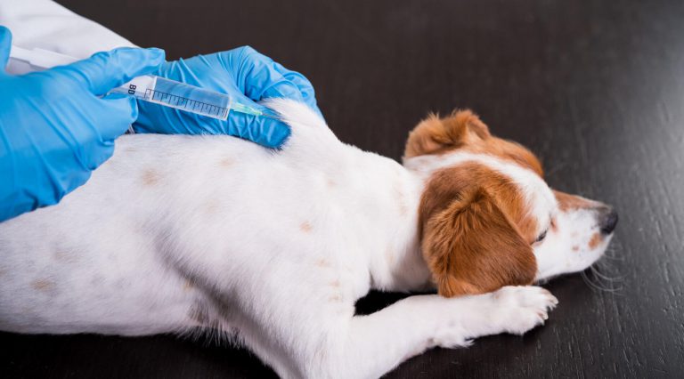 vacunacion veterinaria cordoba