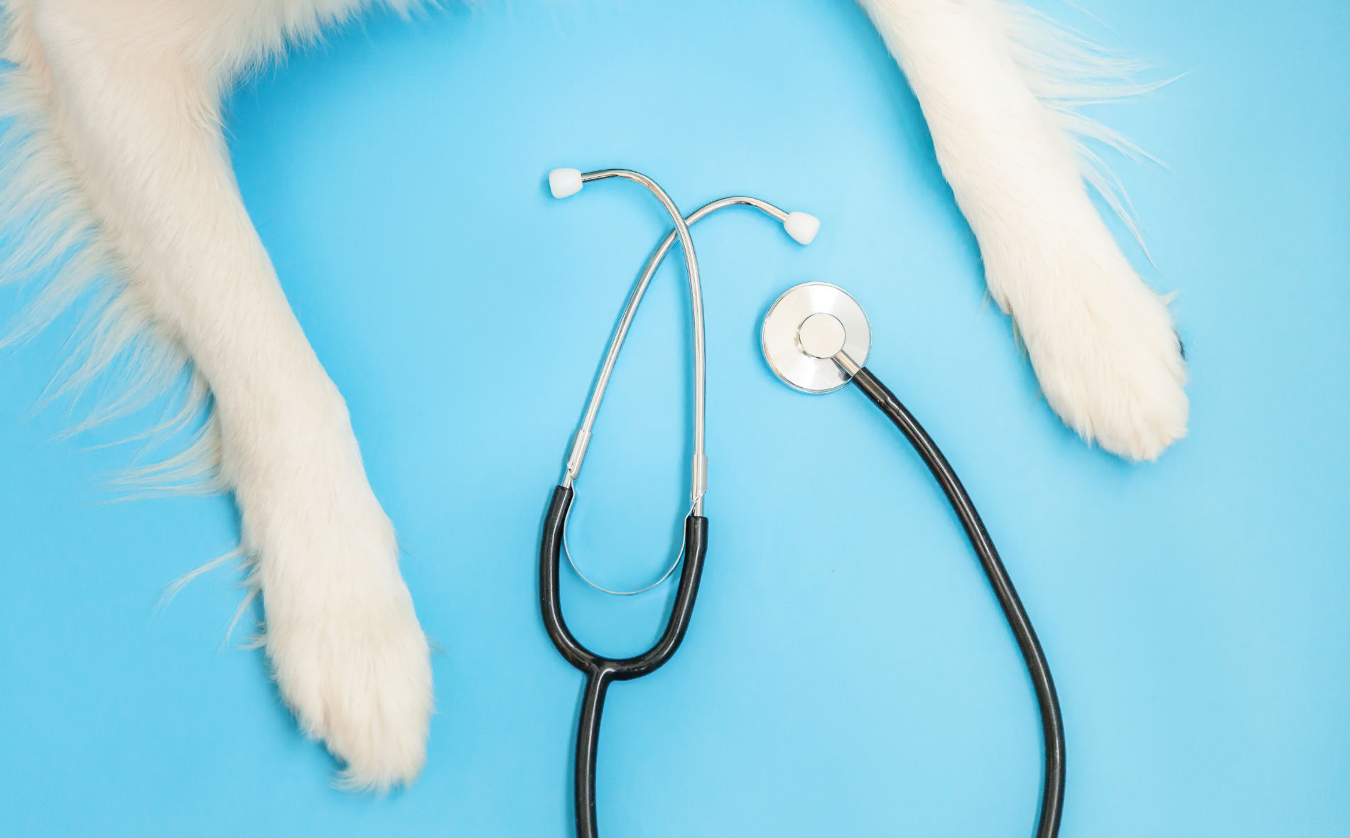 cita previa veterinaria cordoba