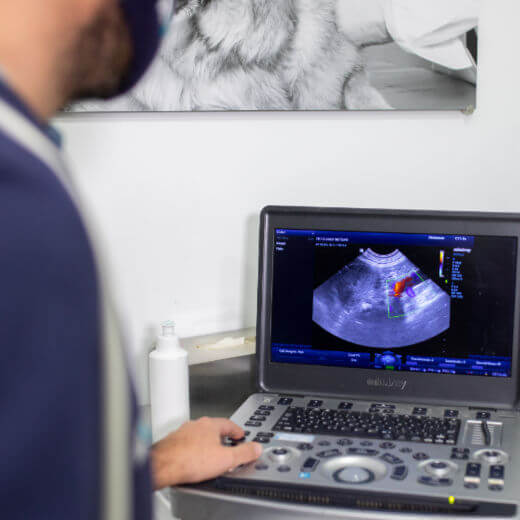 ecocardiografia perros y gatos