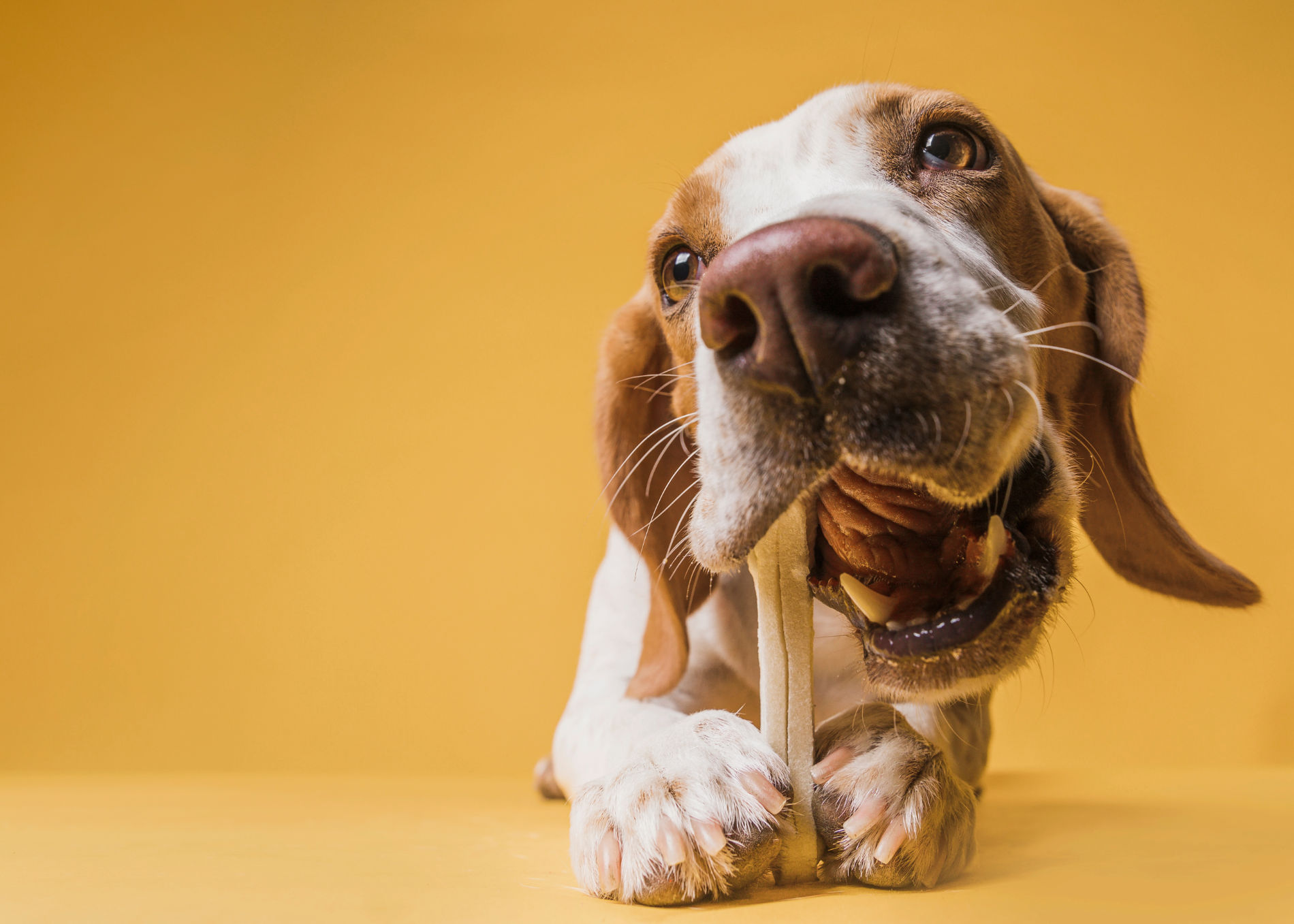 limpieza bucal perros