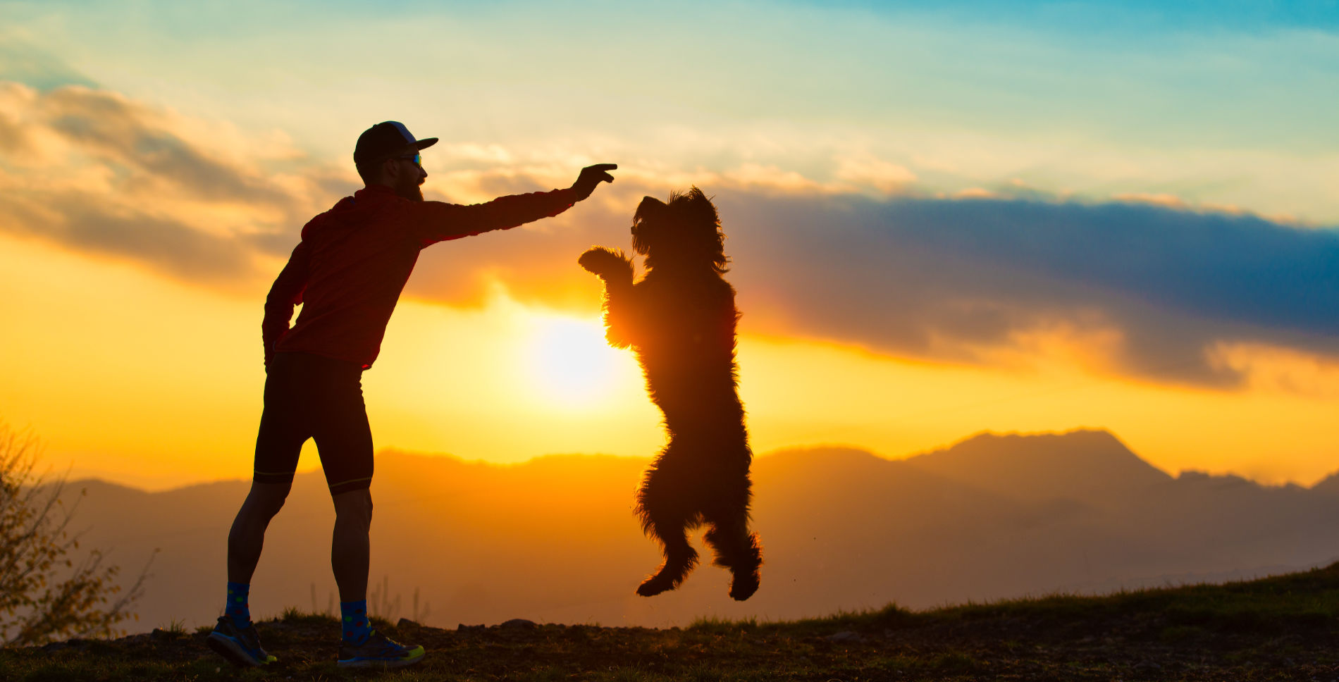 planes de salud para mascotas