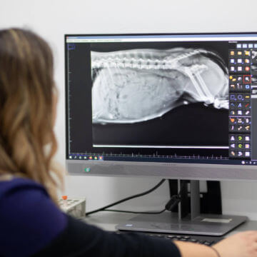 radiografia veterinaria