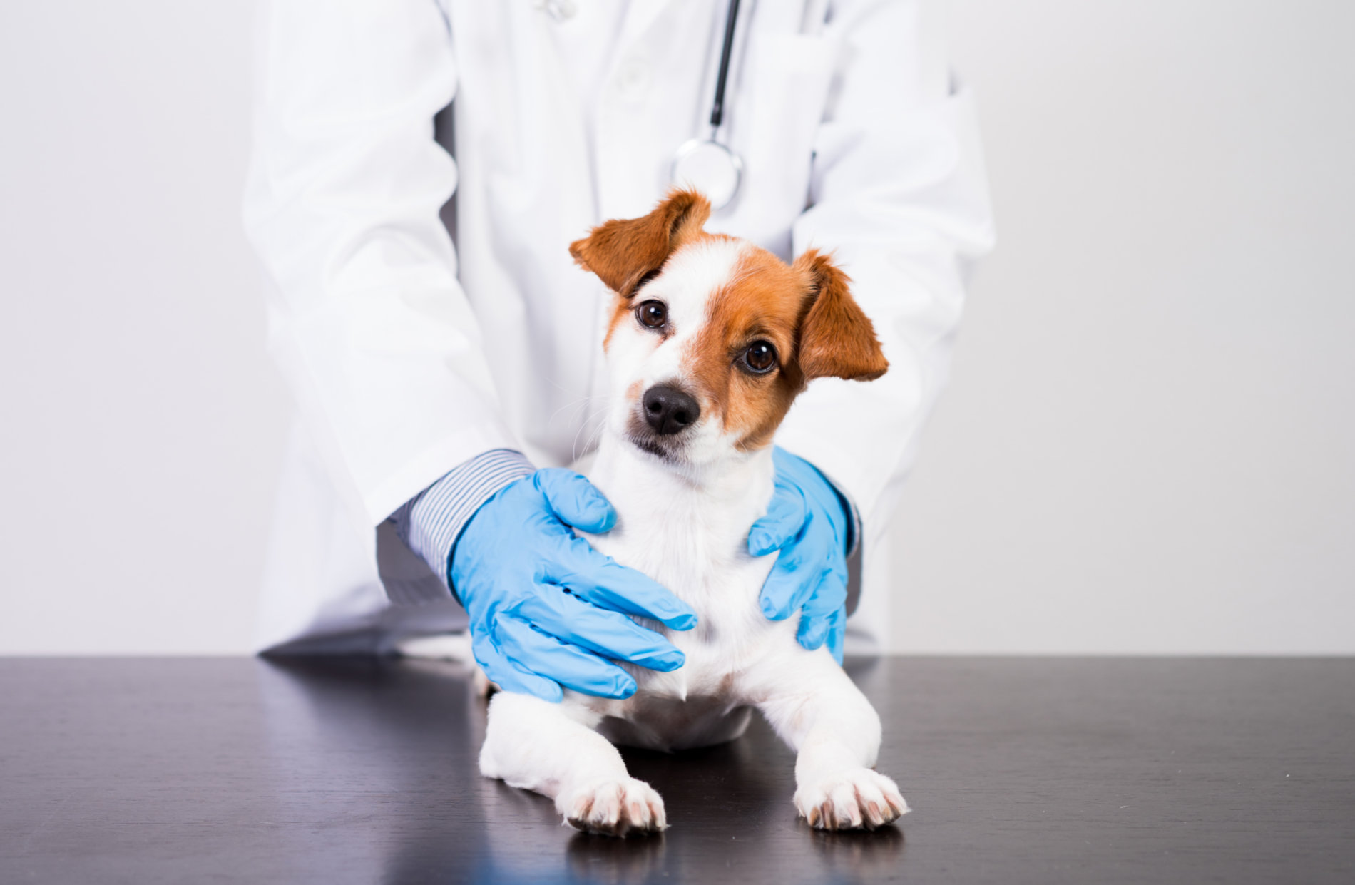 Castrar perros y gatos en Córdoba.
