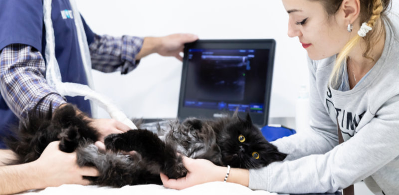 Ecografías veterinarias en cordoba. Radiografías y ecografías de perros y gatos