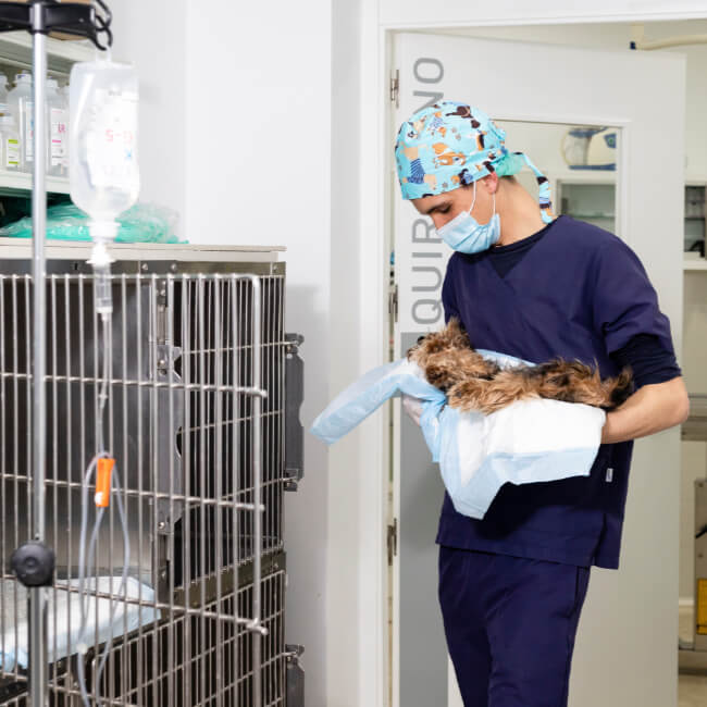 cirugia Veterinaria cordoba