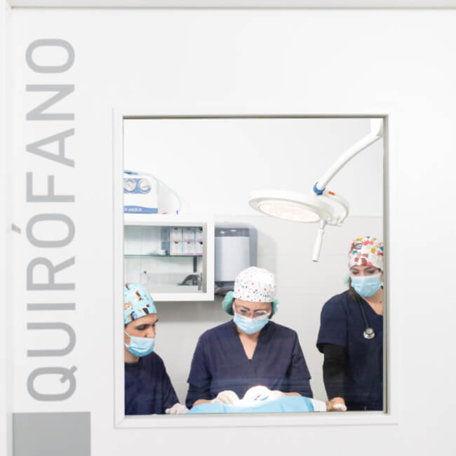 quirofano cirugia veterinaria