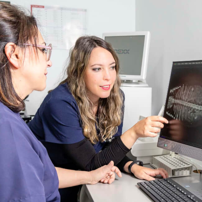 radiografia veterinaria en cordoba