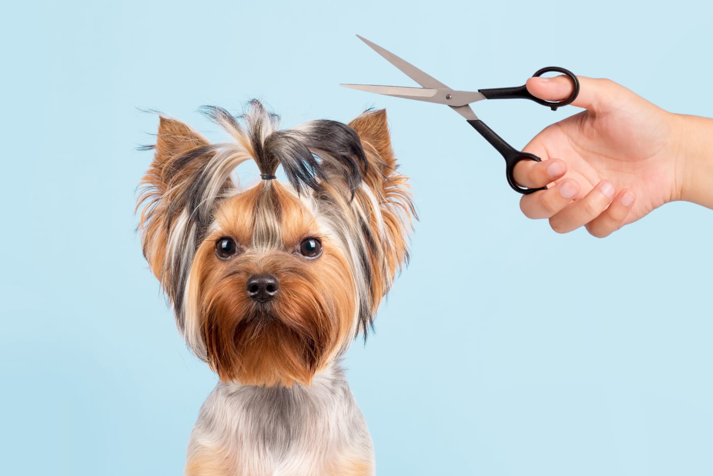 bienvenida peluquería canina descuento
