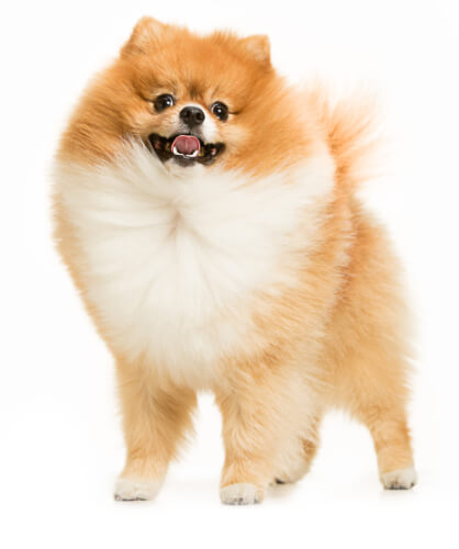 peluqueria-mascotas-cordoba