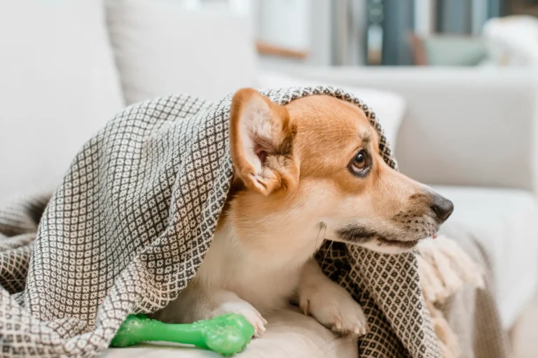 como detectar estres perros y gatos