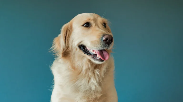 displasia-cadera-perros
