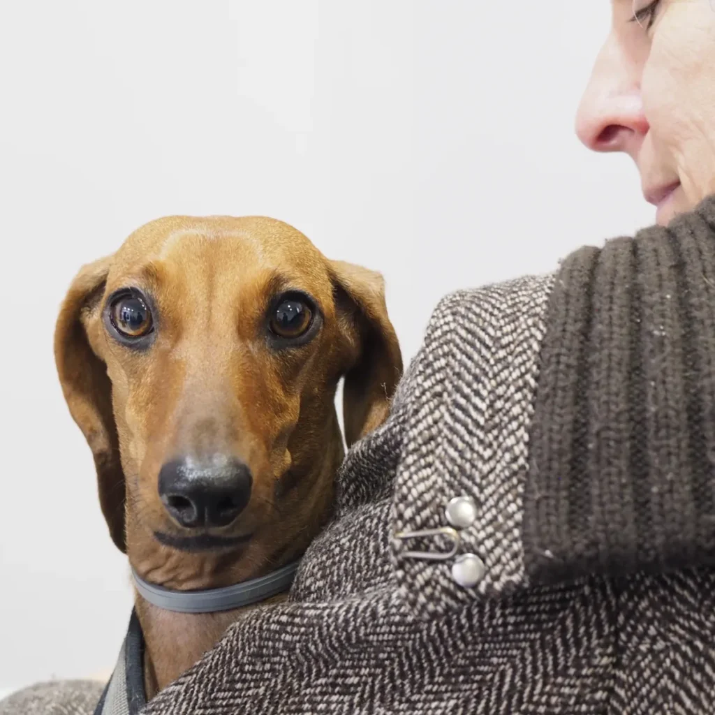 desparasitacion de perros y gatos