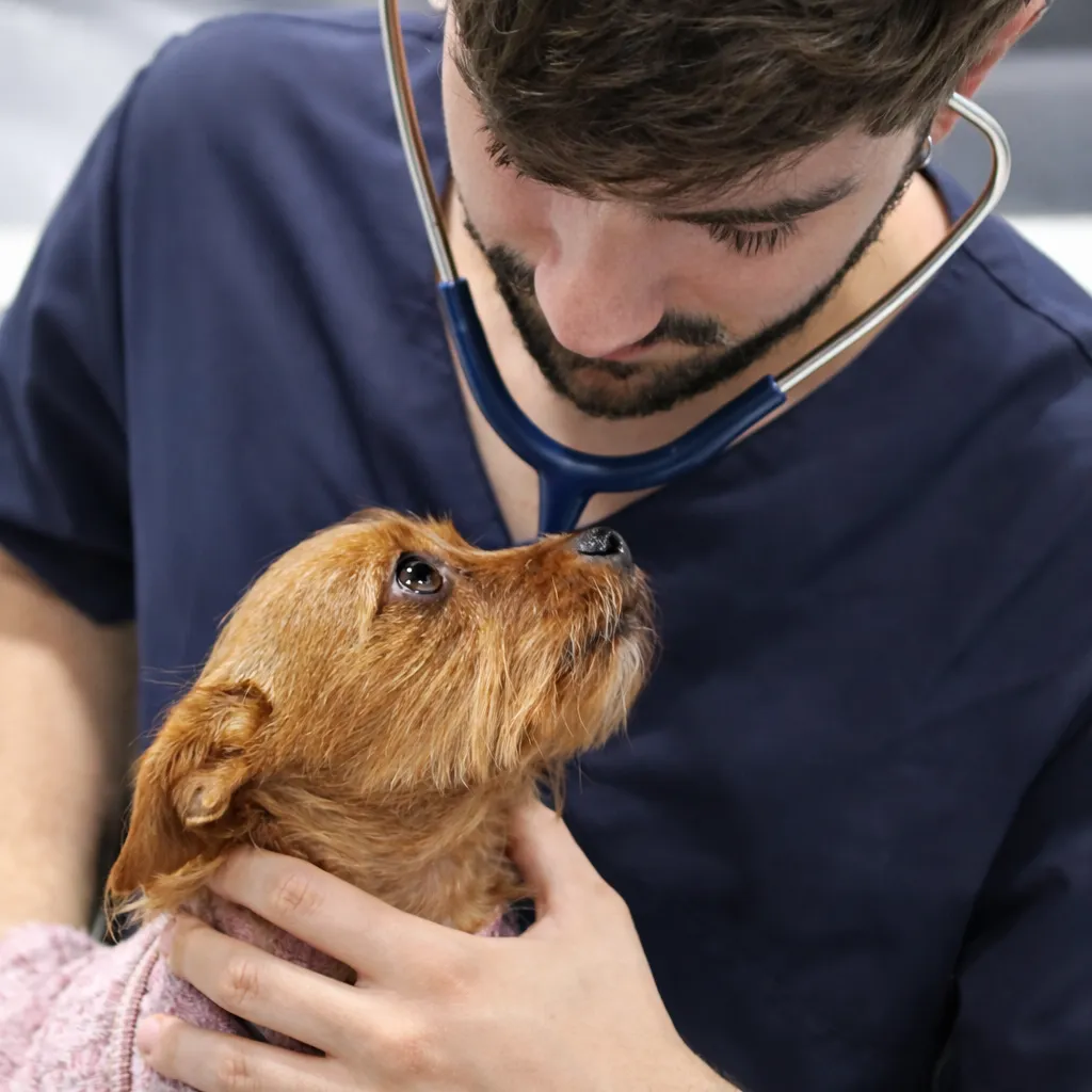 Vacunación perros y gatos