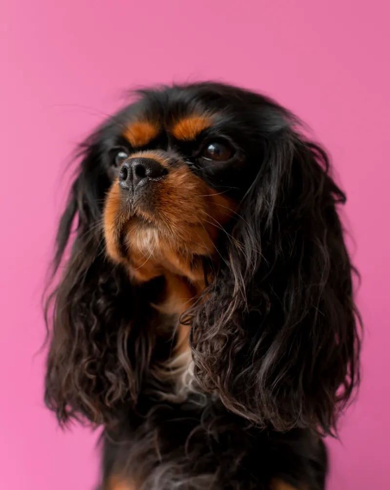 beautiful-english-toy-spaniel-dog-pet-portrait