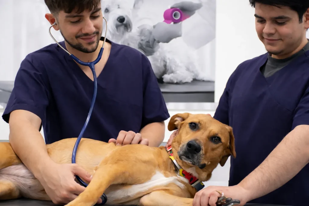 planes-de-salud-mascotas