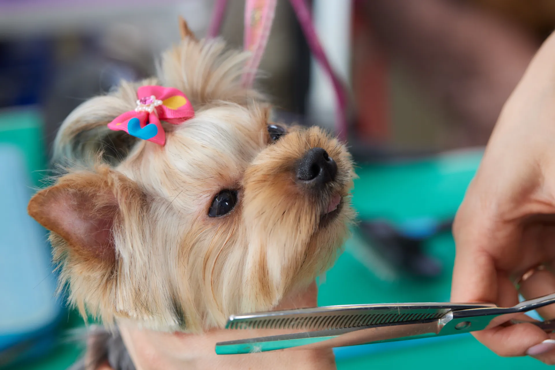 peluqueria-canina-cordoba